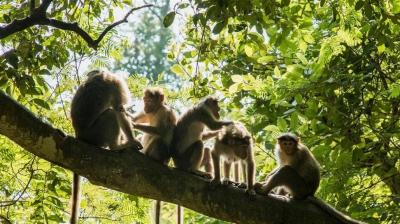 First Detection of Monkeypox Virus Infection: A Rare Disease Without a Vaccine