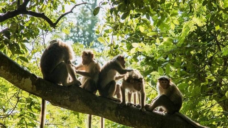 First Detection of Monkeypox Virus Infection: A Rare Disease Without a Vaccine