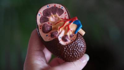 What Climate Change Is Doing to Kidneys