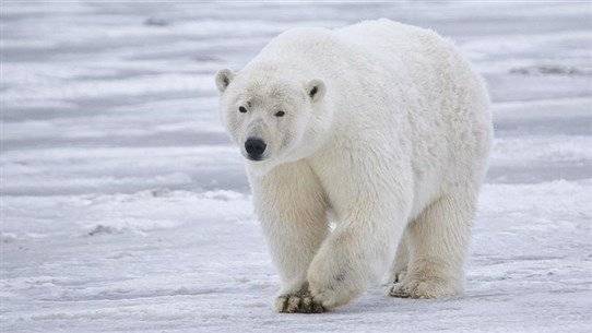 Does Climate Change Kill Polar Bears?