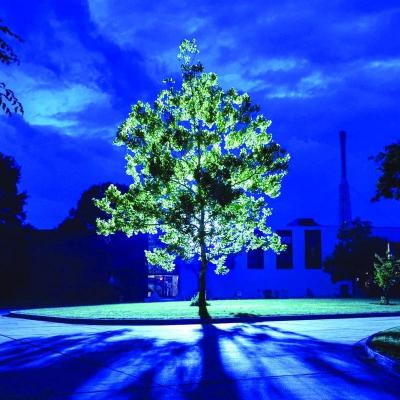 NASA Discusses the Fate of Moon Trees
