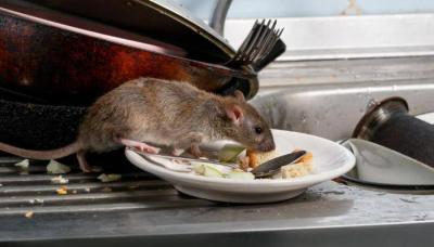 A Starving Army of Rats Invades an Area in Paris Due to Lockdown