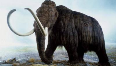 Recovery of DNA from the Oldest Animal in the World Aged Over a Million Years