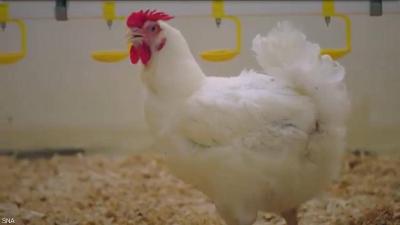 Lebanon: A Threat to Millions of Poultry if Diesel Fuel is Not Available