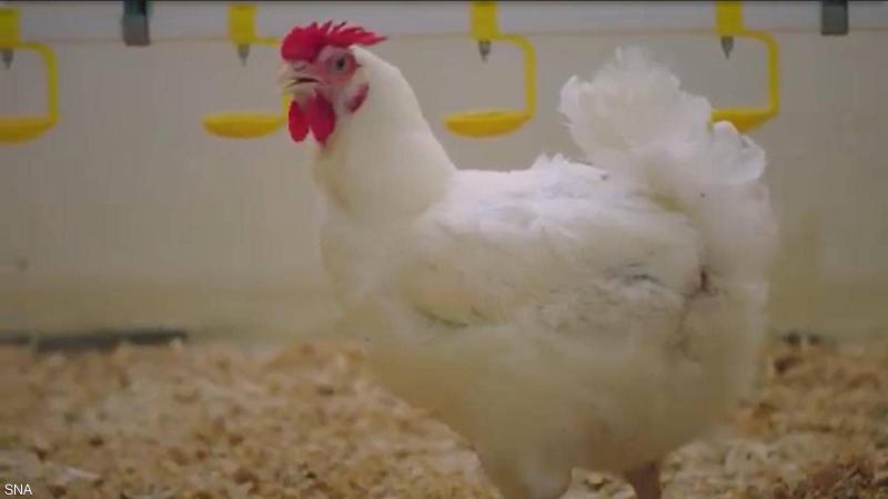Lebanon: A Threat to Millions of Poultry if Diesel Fuel is Not Available
