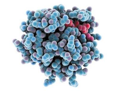 Protein That Can Dissolve Tumors for the Second Time