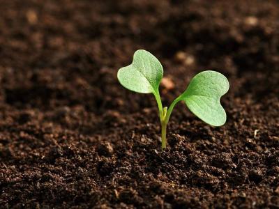 # Development of a Method to Produce Valuable Chemicals from Contaminated Soil