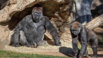 Western Gorilla Infection with Coronavirus at San Diego Zoo
