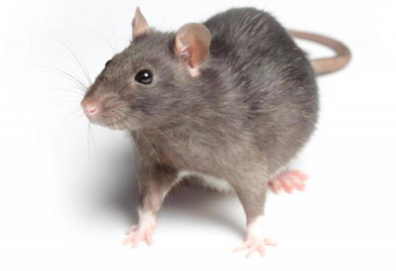 Giant Rats Can Be Trained to Sniff Out Coronavirus