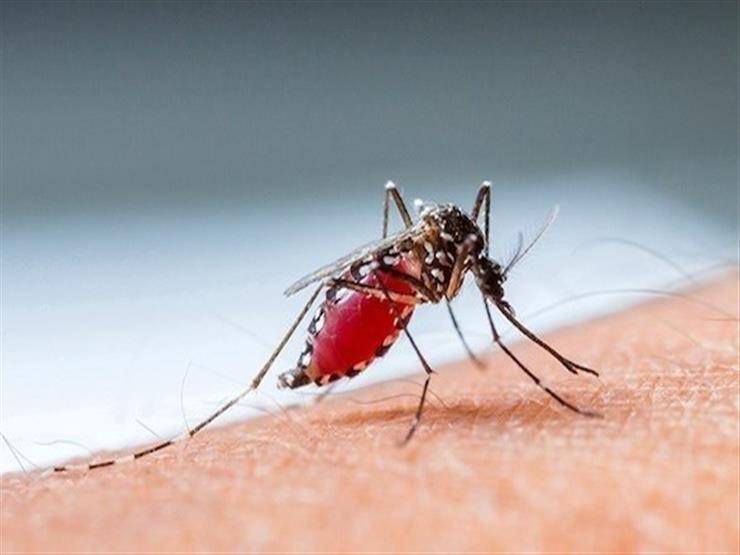 Insects Experience Chronic Pain After Injury