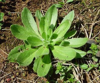 Incredible Health Benefits of Plantago