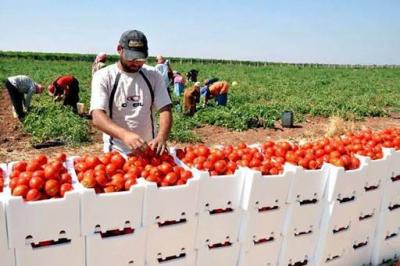 Catastrophic Suffering: Thousands of Tons of Fruits and Vegetables Banned from Export
