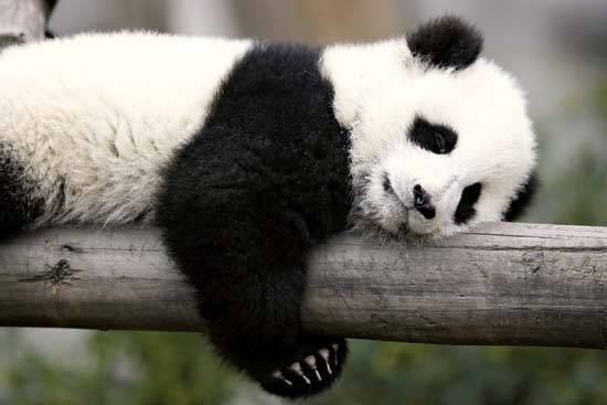 New Study Reveals the Reason for Panda Colors