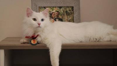 Common Mistakes of Pet Owners and Their Reactions