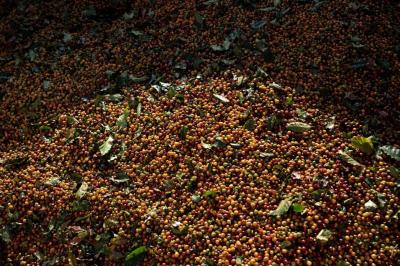 Cold Weather in the World's Largest Coffee Producer Drives Prices Up