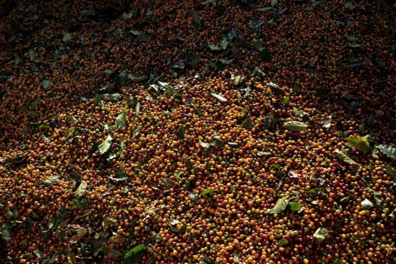 Cold Weather in the World's Largest Coffee Producer Drives Prices Up