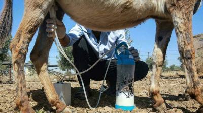 "Donkey Milk Soap" Gains Popularity in Jordan