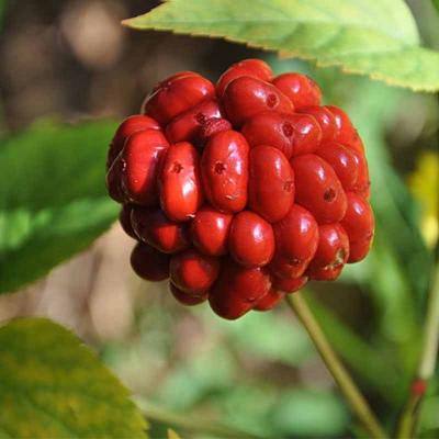 Microwave-Treated Red Ginseng May Reduce Lung Cancer Spread