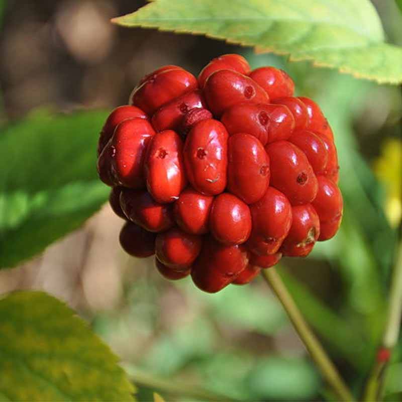 Microwave-Treated Red Ginseng May Reduce Lung Cancer Spread