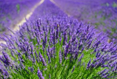 Herbs for Healthy Sleep and Strong Immunity