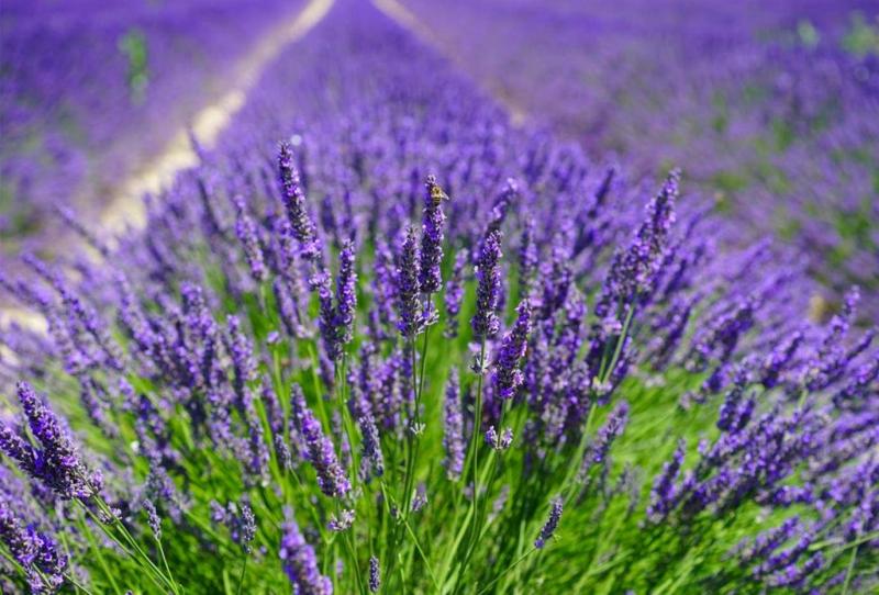 Herbs for Healthy Sleep and Strong Immunity
