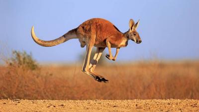 Arrest of Individuals Who Slaughtered and Cooked a Kangaroo