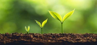 Scientists Develop Edible Plants Using Pfizer and Moderna Vaccine Technology