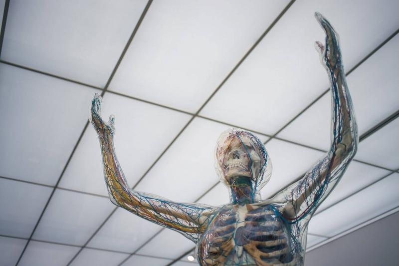 Little-Known Parts of the Human Body