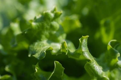 Title: Leafy Greens: Washing Them Can Do More Harm than Good