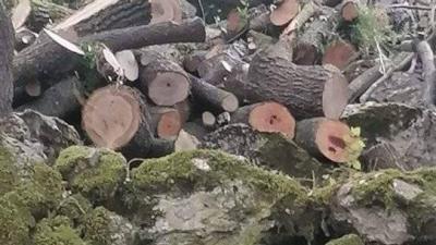 Environmental Massacres Committed Daily