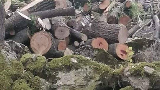 Environmental Massacres Committed Daily