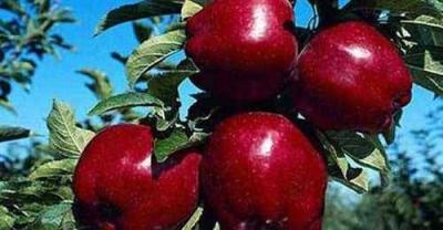 2.5 Billion Kilograms of Apples for Iraqi Fuel!?