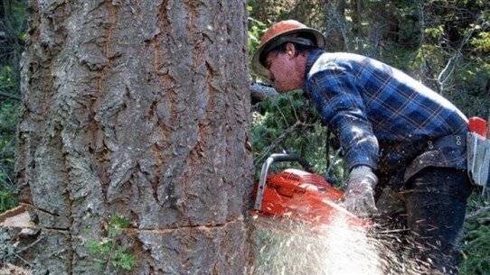 Tree Cutting Violators Face Suspension: Army Intervenes and Fines Increased Tenfold