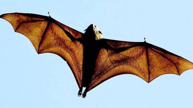 What Can Bats Teach Us About Stopping the Next Pandemic?