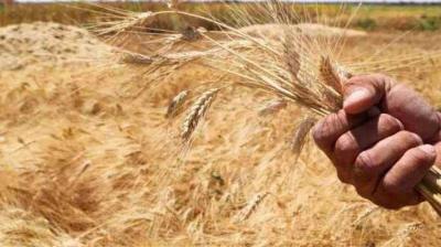 What Wheat Do Lebanese People Eat?