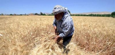 وزارة الاقتصاد: القمح متوافر ولا داعي للتخزين
