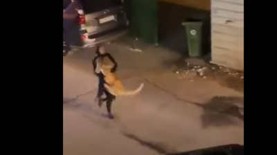 بالفيديو.. أسد يرعب السكان في الكويت وفتاة تقبض عليه