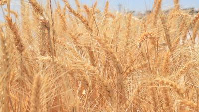 Title: Egypt: Supply of Over 1.6 Million Tons of Local Wheat