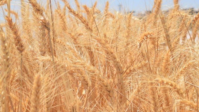 Title: Egypt: Supply of Over 1.6 Million Tons of Local Wheat