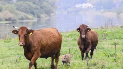 Title: In Germany... A Herd of Cows Adopts a Wild Pig!
