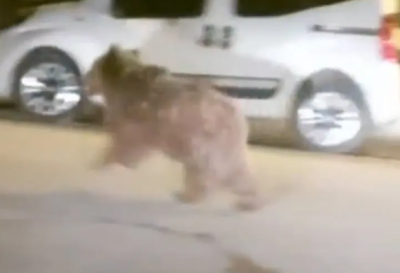 Bear Roaming the Streets of a Turkish Province