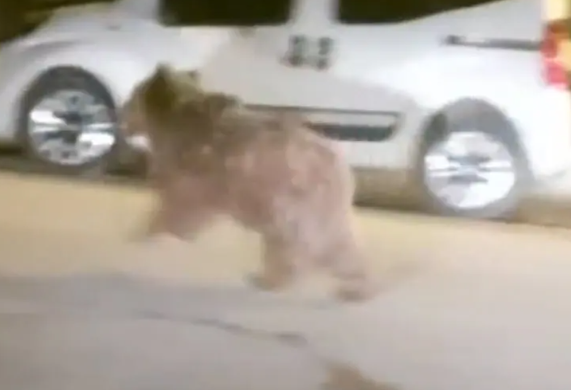 Bear Roaming the Streets of a Turkish Province