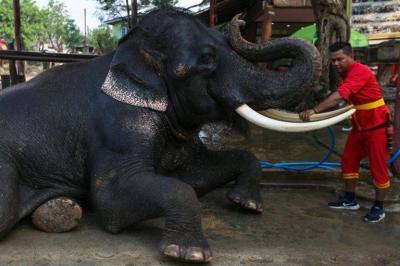 Thailand Celebrates National Elephant Day