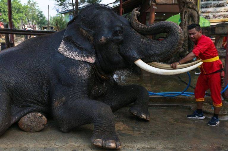 Thailand Celebrates National Elephant Day