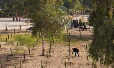 Iraq Launches Initiative to Plant 5 Million Trees to Combat Desertification