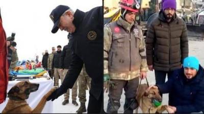 Sila: A Trained Dog Rescues 12 People in Turkey Earthquake
