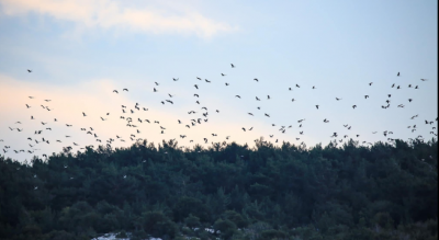 Individual Initiatives to Protect Migratory Storks