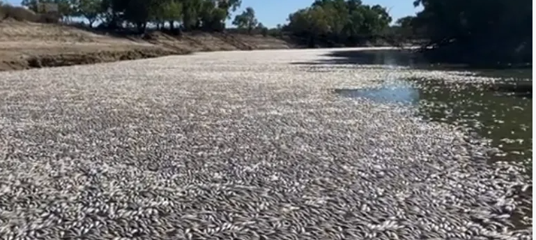Millions of Fish Die in Australia: What is Happening?