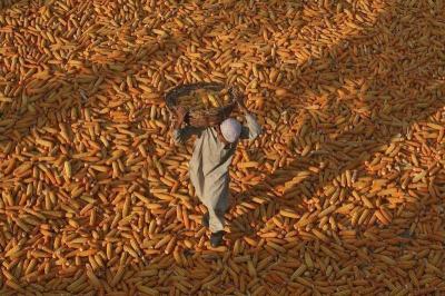 Iran Issues Tender to Purchase 120,000 Tons of Corn