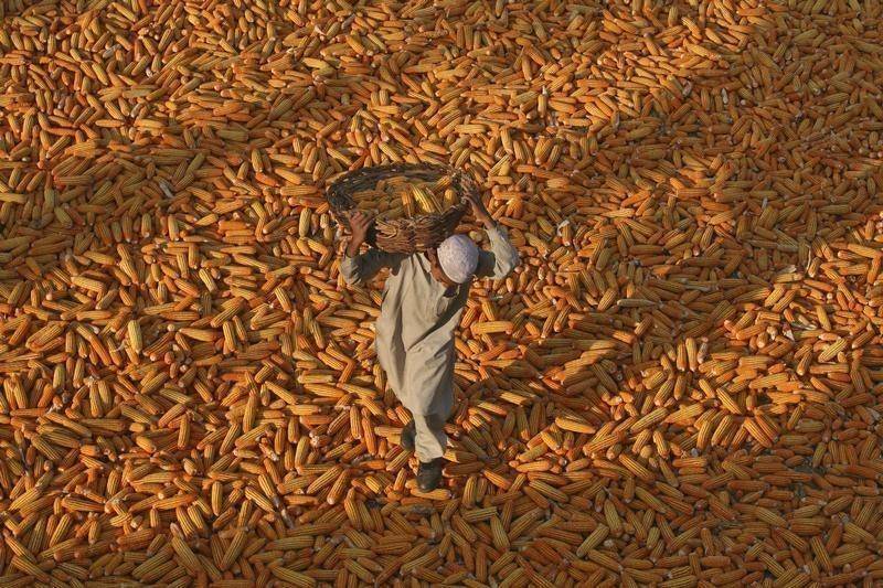 Iran Issues Tender to Purchase 120,000 Tons of Corn
